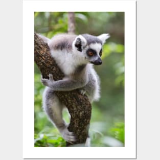 Ring-Tailed Lemur Posters and Art